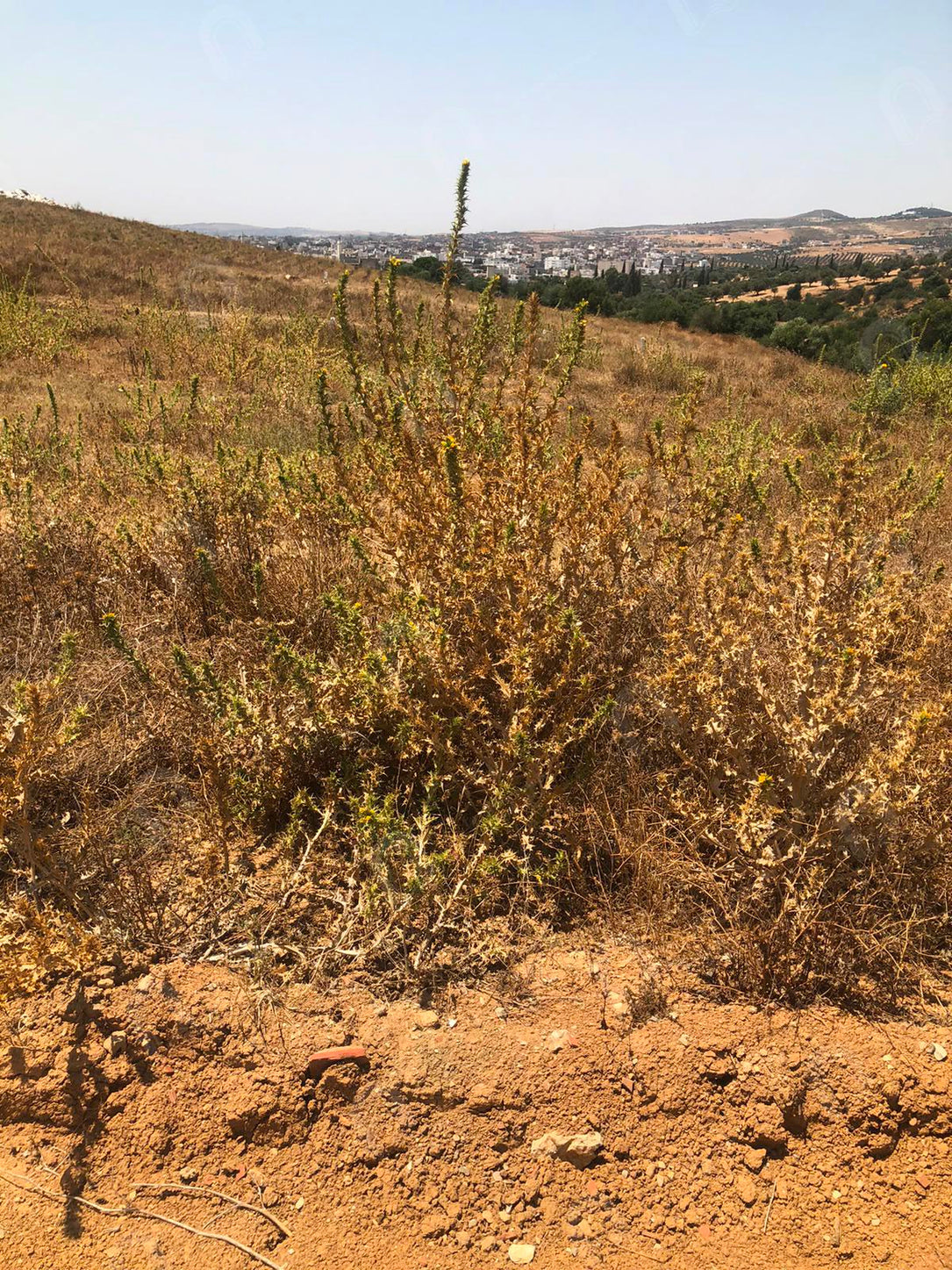 A vendre terrain agricole a jardin d'el menzah